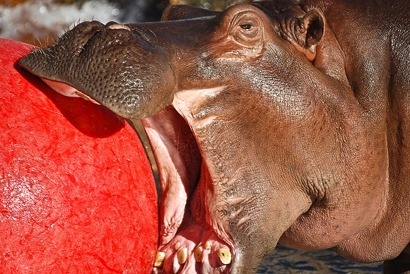 Hippopotamus