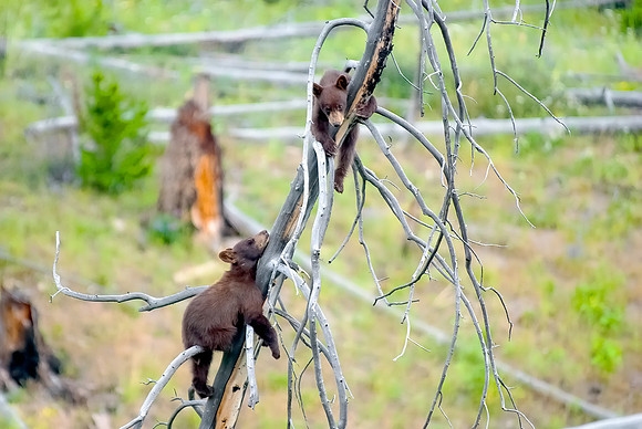 (�2012) "Rosie" (Black Bear sow and two cubs)