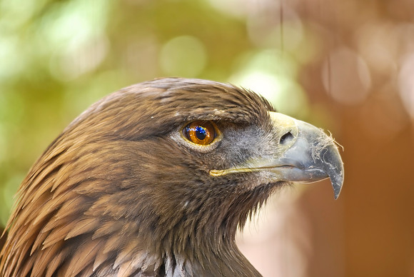 Golden Eagle
