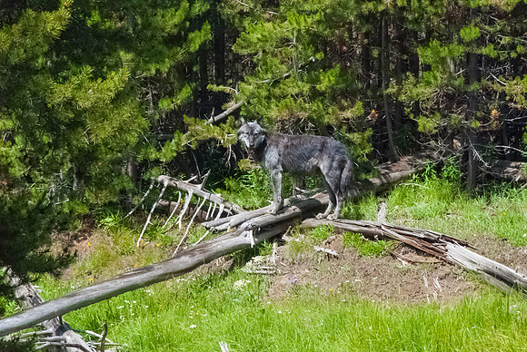 (�2012) Grey Wolf (Canyon Pack)