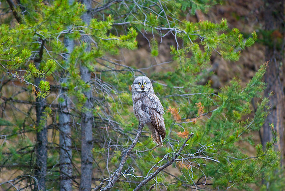 (�2010) Great Grey Owl