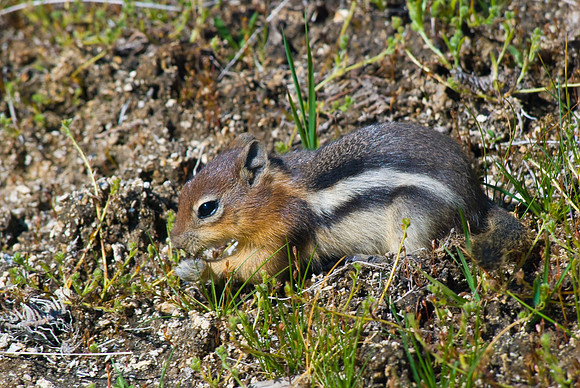 (�2009) Chipmunk