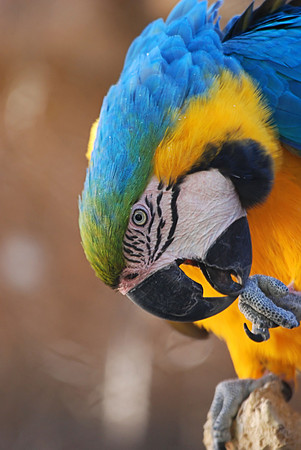 Blue Macaw