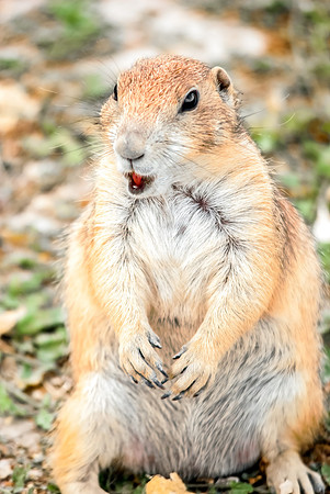(�2012) Prarie Dog
