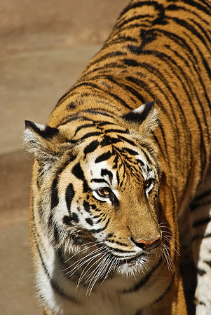 Bengal Tiger