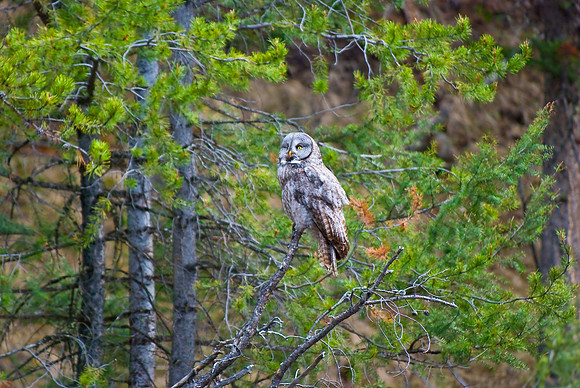 (�2010) Great Grey Owl
