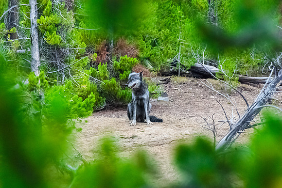(�2012) Grey Wolf (Canyon Pack)