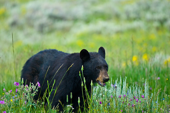 (�2009) Black Bear