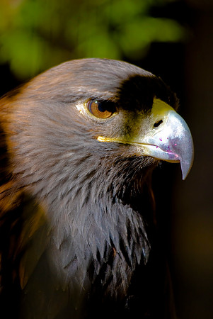 Golden Eagle