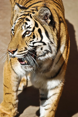 Bengal Tiger