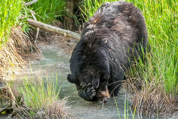 (�2012) "Rosie" (Black Bear sow and two cubs)