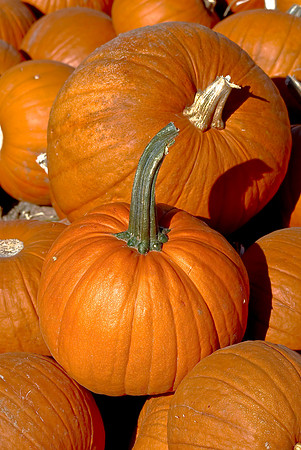Pumpkin Collection