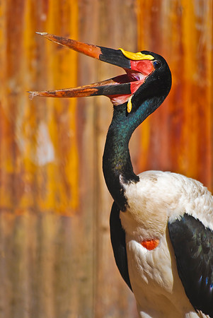Saddle-billed Stork