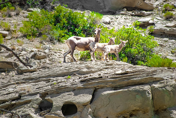 (�2012) Bighorn Sheep