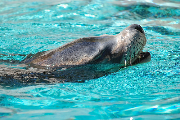 Sea Lion