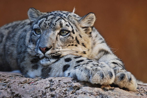 Snow Leopard