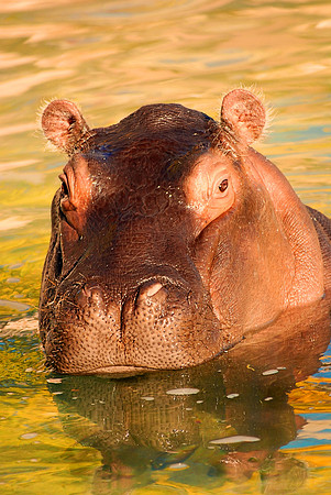 Baby Hippo