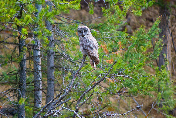 (�2010) Great Grey Owl