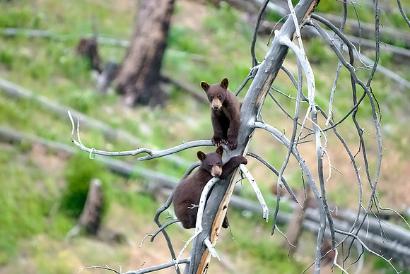 (�2012) "Rosie" (Black Bear sow and two cubs)