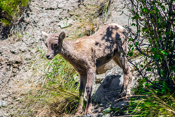 (�2012) Bighorn Sheep