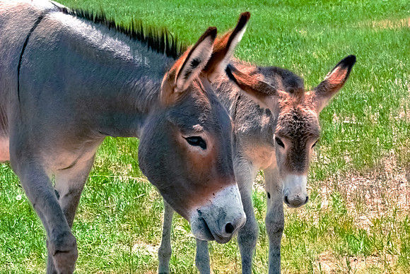 (�2012) Wild Donkey