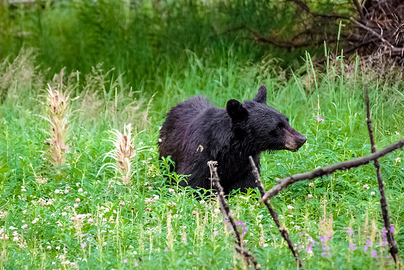 (�2012) Black Bear