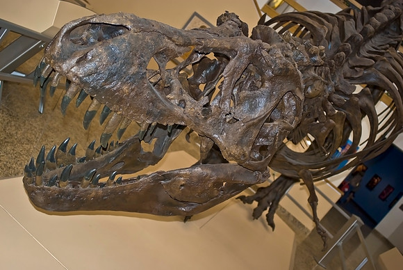 Fossils