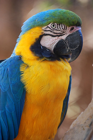 Blue Macaw