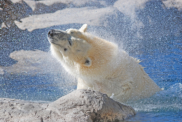 Polar Bear