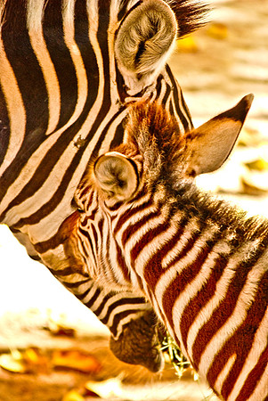 A Kiss for Mommy