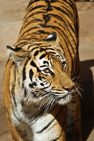 Bengal Tiger