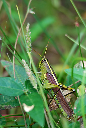 Grasshopper