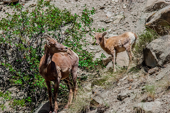 (�2012) Bighorn Sheep