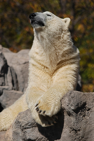 Polar Bear