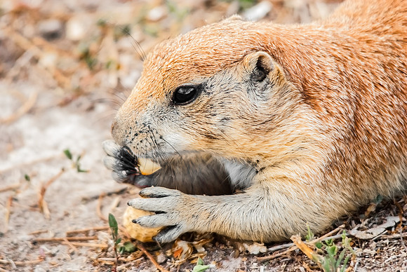 (�2012) Prarie Dog