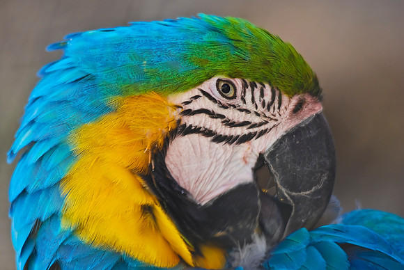 Blue Macaw