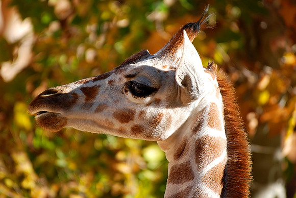 Giraffe