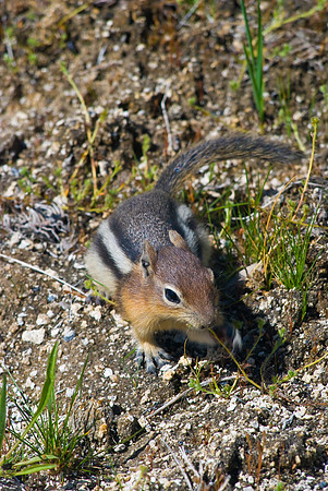 (�2009) Chipmunk