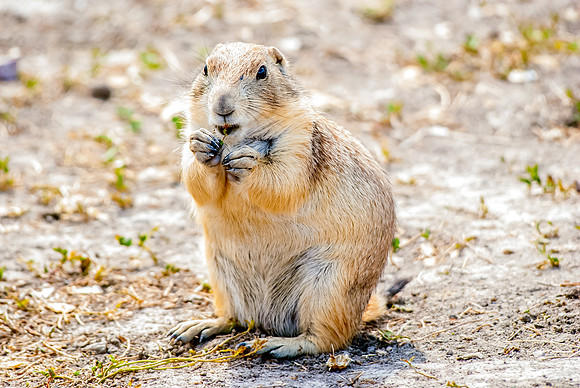(�2012) Prarie Dog