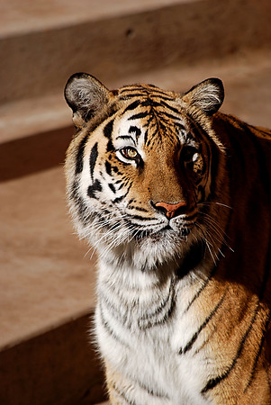 Bengal Tiger
