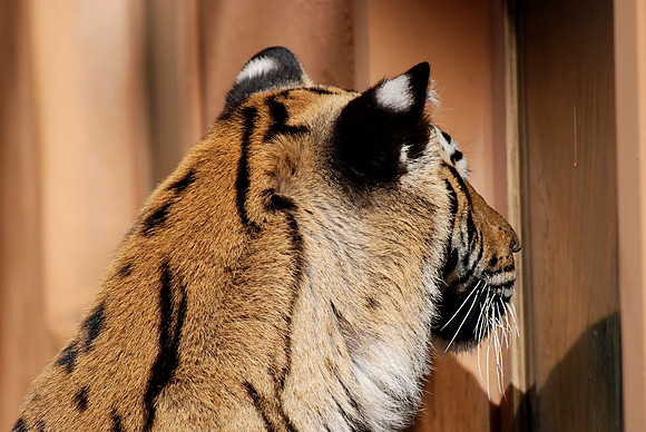 Bengal Tiger