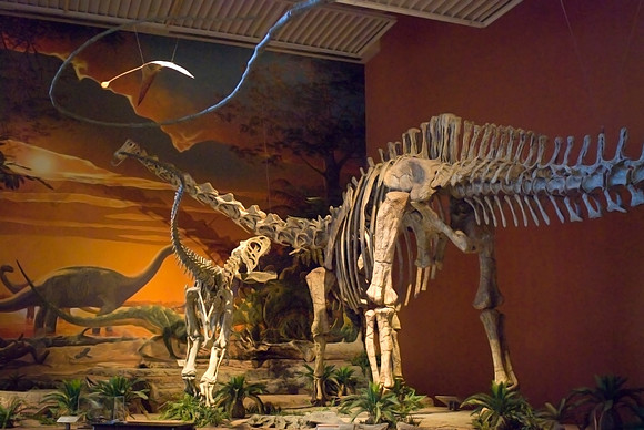 Fossils