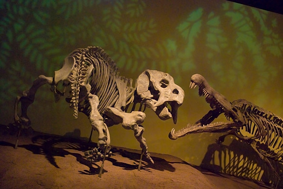 Fossils