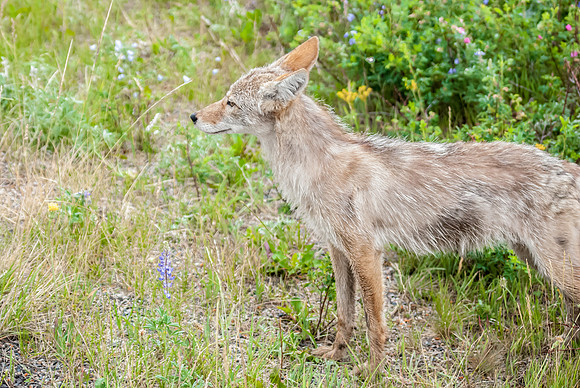 (�2012) Coyote