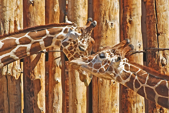 Giraffe