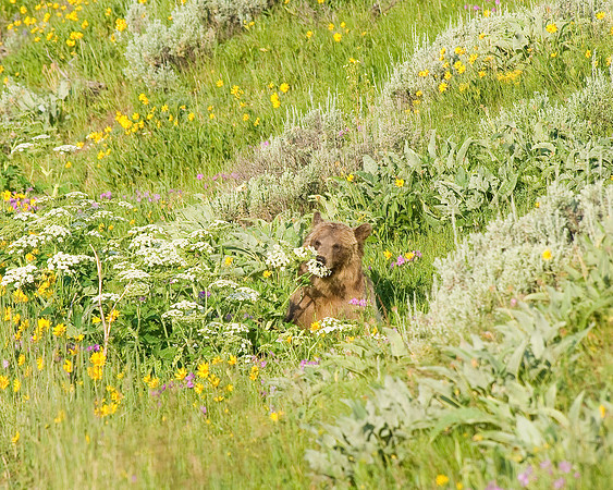 (�2009) Grizzly Bear (Juvenile)