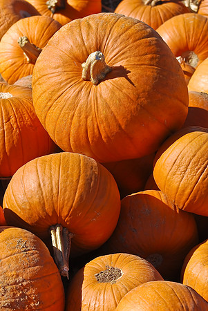 Pumpkin Collection