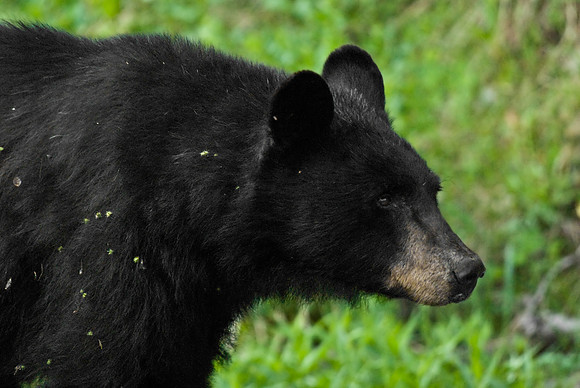 (�2009) Black Bear