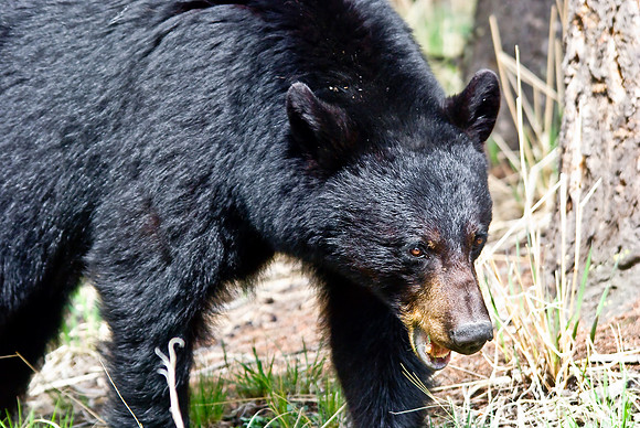 (�2010) Black Bear
