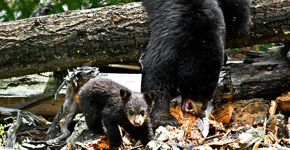(�2010) "Rosie" (Black Bear sow and cub)